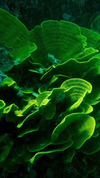 Hojas Verdes Bajo Agua — Foto de Stock