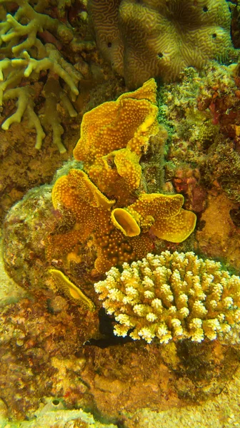 Κοράλλια Στη Θάλασσα Αυστραλία — Φωτογραφία Αρχείου