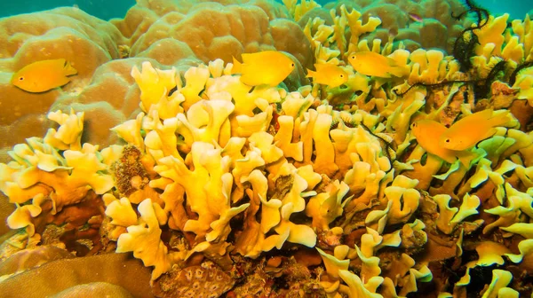 turuncu mercan bir bitki gibi görünüyor, ornage balıklar