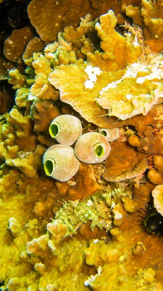 珊瑚はキノコのように見える — ストック写真