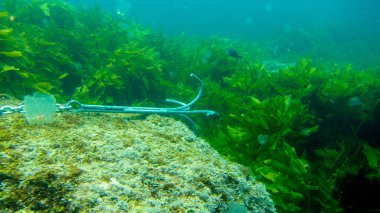 tekne kalmak için bir taş üzerinde bir kaleci