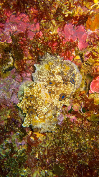 Animal Recife Coral Que Vive Uma Pedra — Fotografia de Stock