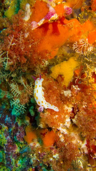 Animal Recife Coral Que Vive Uma Pedra — Fotografia de Stock