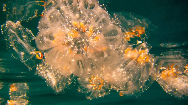 Jellyfish Bardzo Blisko Niebezpieczne — Zdjęcie stockowe