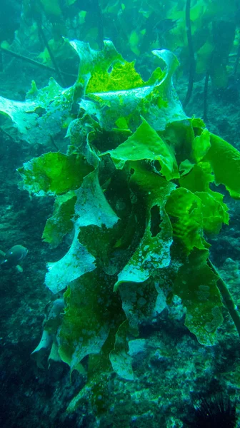 Πράσινα Φυτά Υποβρύχια Στη Θάλασσα — Φωτογραφία Αρχείου