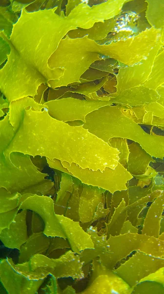 海の中の緑の植物 — ストック写真