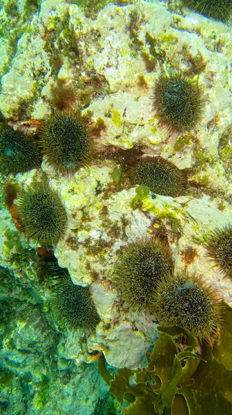 Ricci Mare Neri Una Pietra — Foto Stock