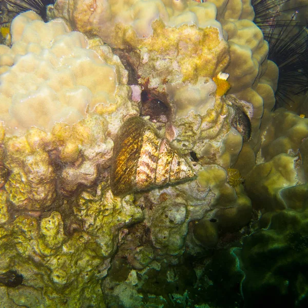 bir mercan üzerinde yaşayan sümüklüböcek