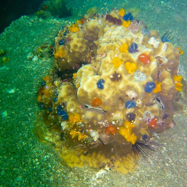 Кораллы Камне Много Цветов Малых — стоковое фото