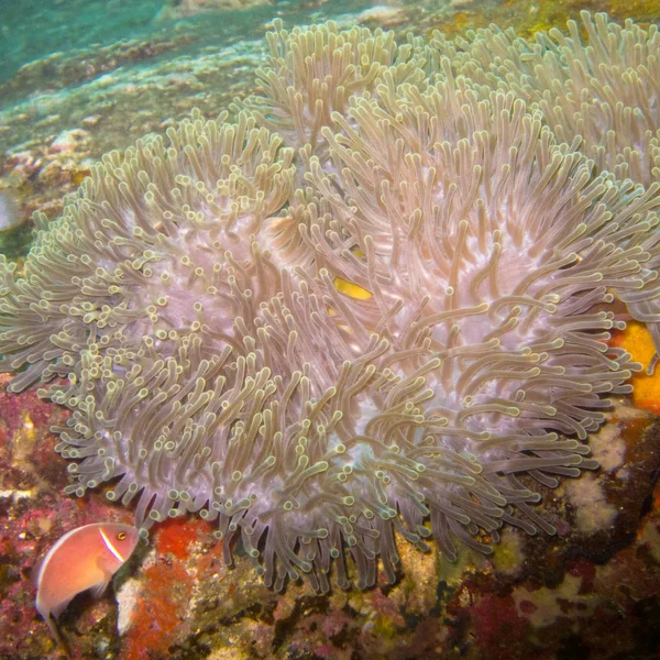 Anémona Bajo Agua Animal Que Parece Una Flor — Foto de Stock