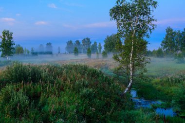 Ormandaki sabah sis içinde belgili tanımlık geçmiş mavi gökyüzü ile