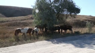 Atları sıcak güneş'ten ağaç gölgesinde saklanıyorlar. Genel planı