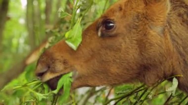 Bir erkek yavru yeşil dallar çiğniyor.