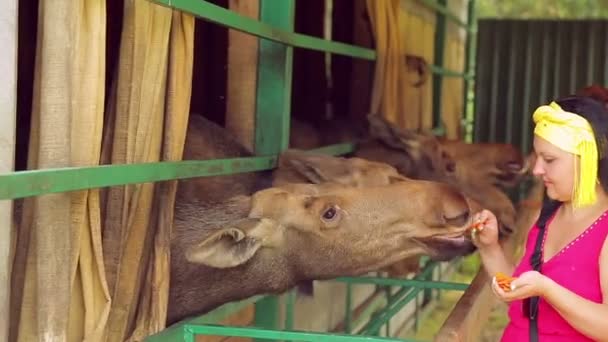 Quinta dos Alces. Uma jovem está alimentando alces de cenouras . — Vídeo de Stock