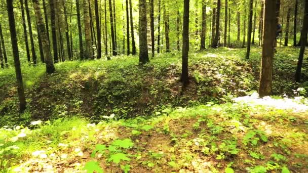 Een man met een rugzak loopt door het bos. Op de voorgrond is er een ravijn. — Stockvideo