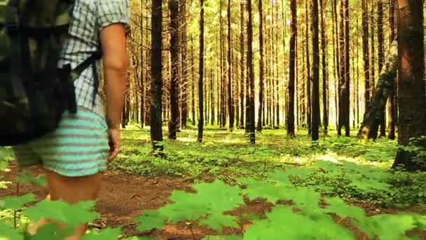 Een jonge vrouw met een rugzak wandelingen door een dennenbos. Schieten vanaf de achterkant. — Stockvideo