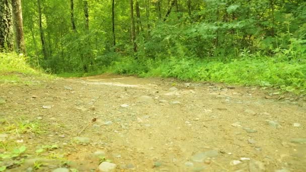 Een jonge vrouw toeristische loopt langs een bospad. — Stockvideo