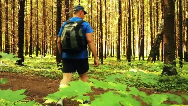 Чоловік з рюкзаком проходить через ліс. Стрілянина ззаду . — стокове відео
