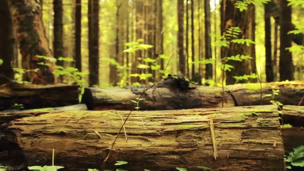 Una turista pisa un árbol caído en un bosque. Disparos por la espalda . — Vídeos de Stock