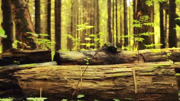 Egy ember, egy hátizsákban séták az erdőben. Az előtérben van egy szakadékba. — Stock videók