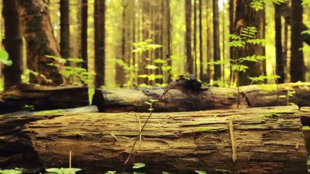 Un hombre con una mochila pasea por el bosque. En primer plano hay un barranco . — Vídeos de Stock