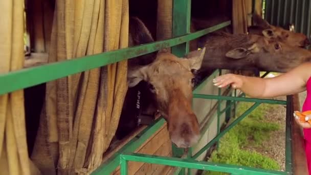 2018年7月27日俄罗斯 科斯特罗马市 苏马洛科沃麋鹿农场 一个年轻的女人用她的手喂驼鹿 — 图库视频影像