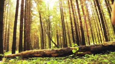 Bir ormandaki düşmüş bir ağaç üzerinde bir turist kadın adımları. Arkadan çekim.