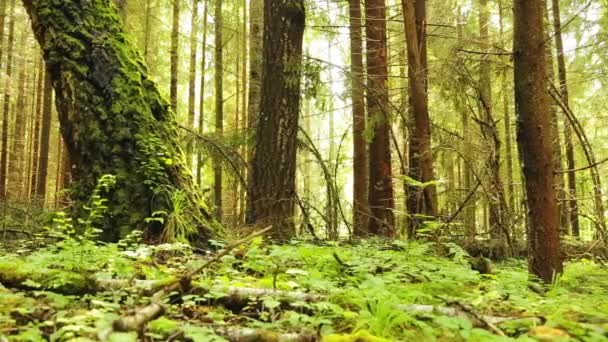 En kvinna turist med en ryggsäck promenader genom skogen. — Stockvideo