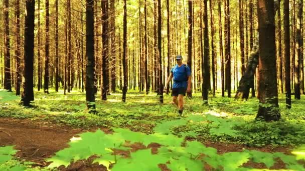 Un hombre con una mochila pasea por el bosque . — Vídeo de stock