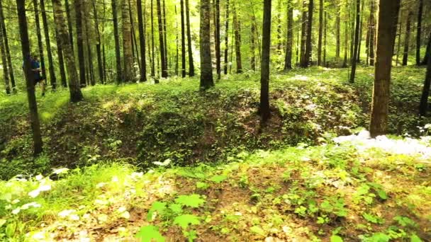 Een toerist met een rugzak man loopt door het bos. Op de voorgrond is er een ravijn. — Stockvideo