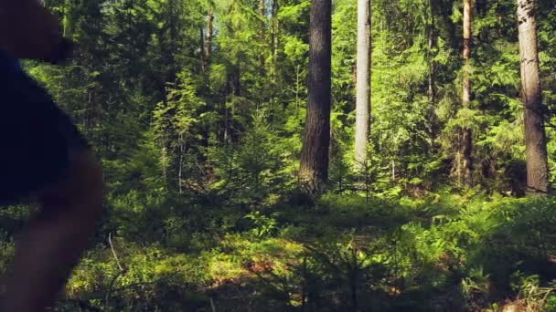 Egy Turista Háta Mögött Egy Hátizsák Fut Erdő Lövés Hátsó — Stock videók