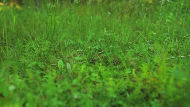 Ein Mann Mit Einem Rucksack Aus Dem Wald Auf Die — Stockvideo