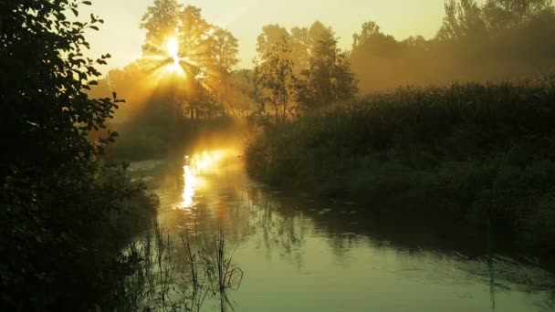 Mist Rivier Met Een Snelle Stroom Tijdens Sunrise Periode — Stockvideo