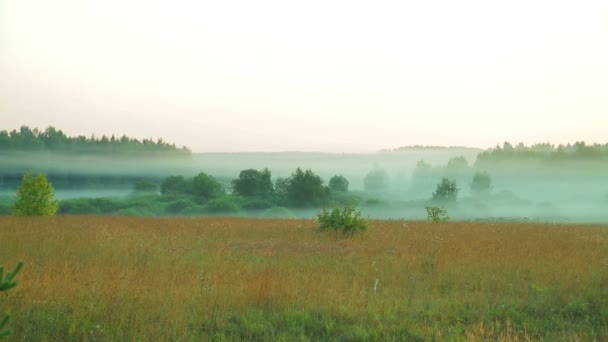 Niebla en el borde del bosque al amanecer . — Vídeo de stock