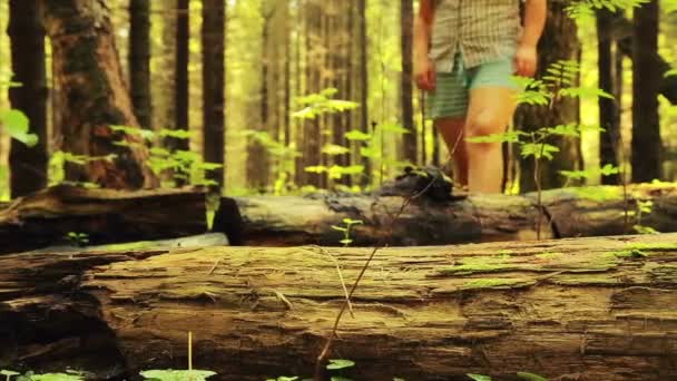 A tourist woman steps over a fallen tree in a forest. — Stock Video