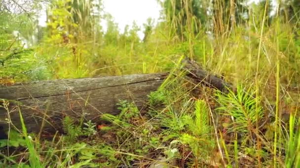 Pies femeninos en botas pisan un árbol caído en el bosque . — Vídeo de stock