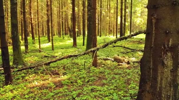 Žena s batohem procházky lesem za slunečného dne. Střelba ze zadní. — Stock video