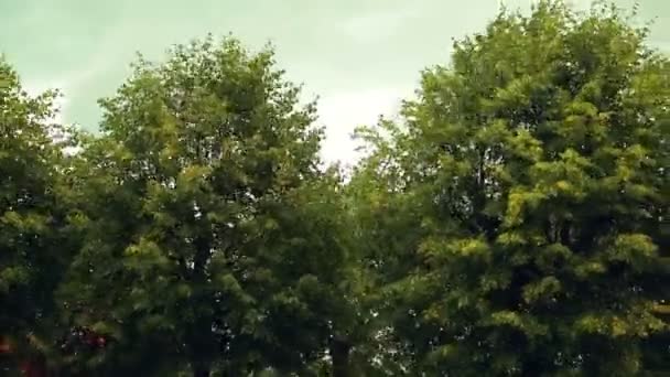 Kronorna av träden kommer från en stark vind. — Stockvideo