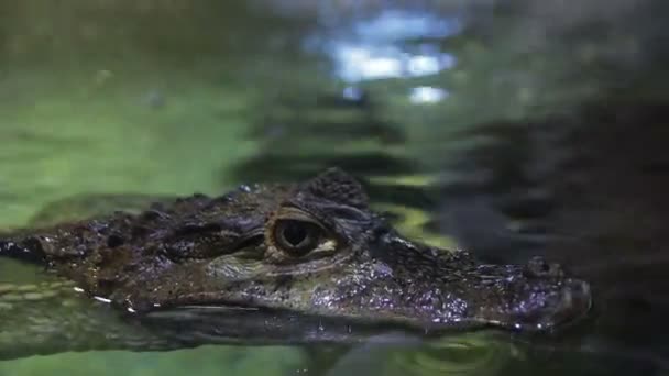 Hocico del cocodrilo en el acuario en la superficie del agua . — Vídeo de stock