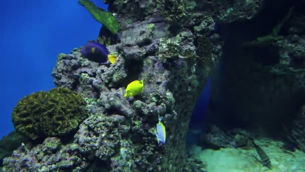 En flock av blå och gula ljusa fisk i ett akvarium nära koraller — Stockvideo