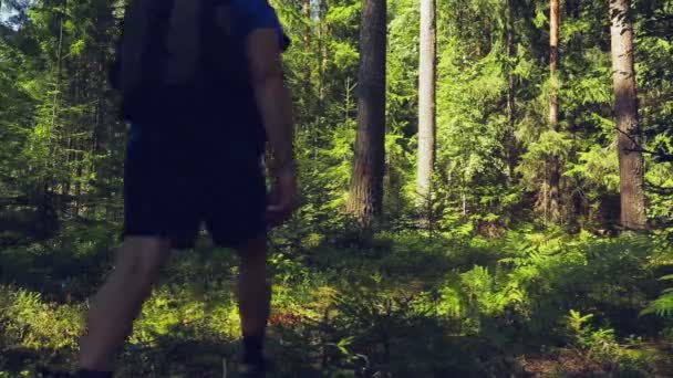 Ein Tourist mit Rucksack auf dem Rücken schlendert durch den Wald. Schießen von hinten. — Stockvideo