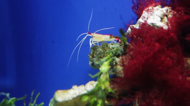 水生植物在水族馆的红色癌症. — 图库视频影像
