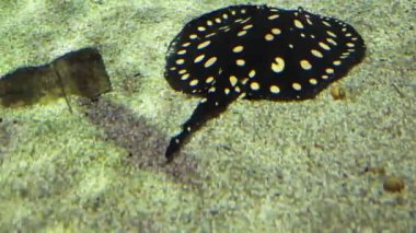 skop leopoldi tarihinde öğleden sonra akvaryum.