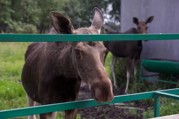 Tükenmez kalemle yedekte genç geyik.