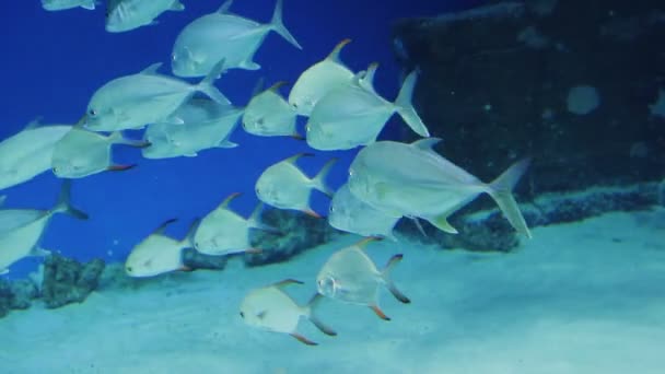 Ένα σμήνος της φωτεινά λευκά ψάρια σε ένα ενυδρείο — Αρχείο Βίντεο