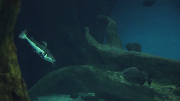 Große Fische verschiedener Arten im Aquarium. — Stockvideo