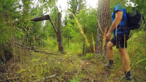 Ein Tourist mit Baseballmütze und einem Rucksack im Rücken geht durch einen Wald neben einem umgestürzten Baum. — Stockvideo