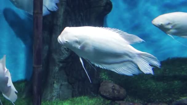 Grande peixe branco no aquário ao lado de plantas aquáticas e pedras — Vídeo de Stock