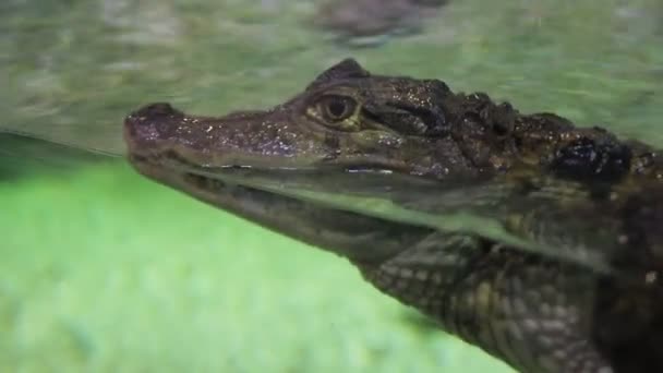 Le crocodile dans l'aquarium flotte sur le verre 