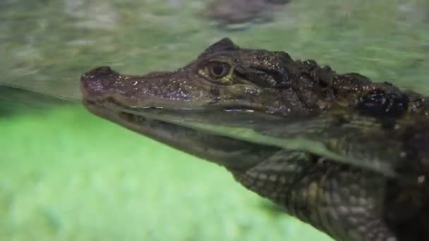 水族馆里的鳄鱼漂浮在玻璃上。 — 图库视频影像